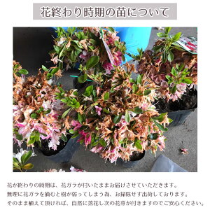 クルメツツジ苗屋久島5本セット15cmポット【送料無料植木庭木常緑低木】