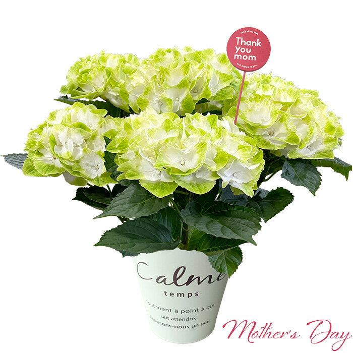 母の日 プレゼント ギフト アジサイ5号 フローズンマスカット バスケット 希少品種 5月11日 かわいい おしゃれ メッセージカード付 サンキューピック付き 鉢花 紫陽花 あじさい 送料無料 沖縄・離島を除くのサムネイル