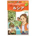 野菜のタネ ルシア(ラディキオ) イタリアの珍しい種を送料無料でお届け!!
