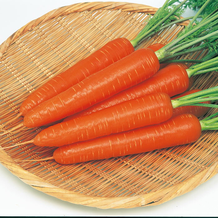 野菜の種　実咲野菜5600 ニンジン ベーターリッチ サカタのタネ