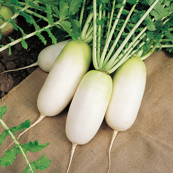 野菜の種　実咲野菜5017 食べきりミニ大根 ころっ娘 サカタのタネ