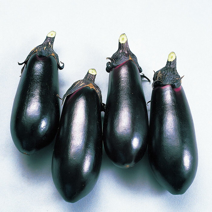 野菜の種　実咲野菜0200 どっさりなす 黒福 サカタのタネ