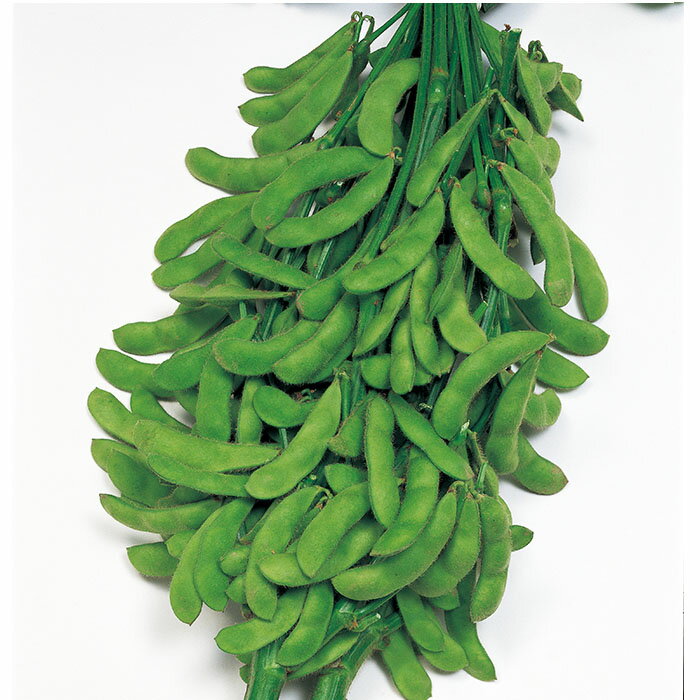 野菜の種　実咲野菜7381 おつまみエダマメ おつな姫 サカタのタネ
