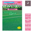 西洋芝の種　踏みに強い芝生0.5平米用 サカタのタネ その1