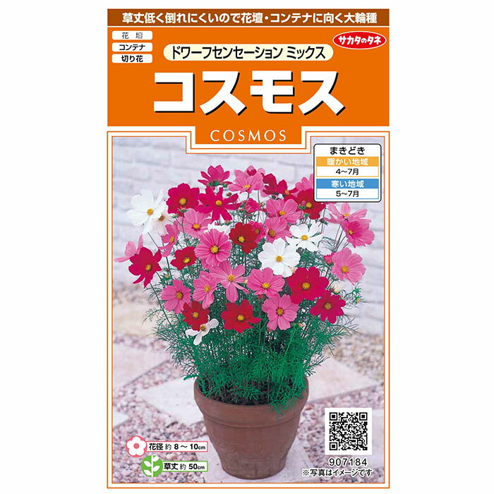 花の種　実咲花7184 コスモスドワー