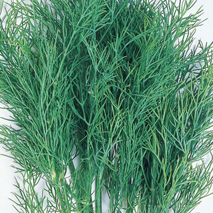 ��ڤμ�º�ϡ���8079 �ǥ��� �ʥ��Υ�ɡ˥ϡ��� �������Υ���