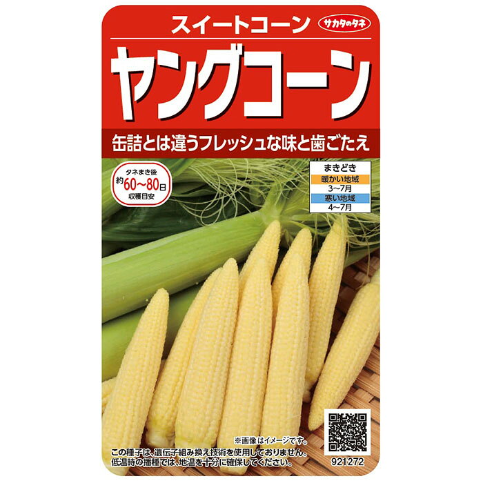 野菜の種　実咲野菜1272 ヤングコーン サカタのタネ