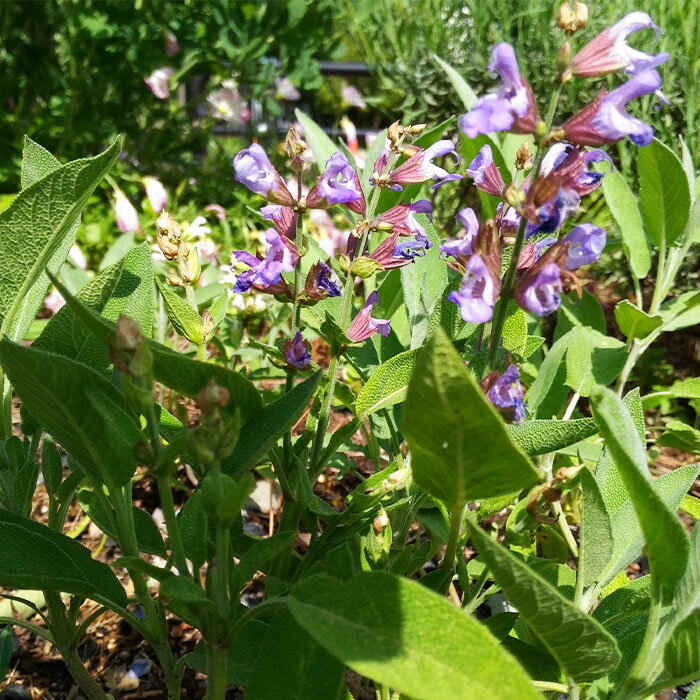 ��ڤμ�º�ϡ���8075 �������ϡ��� �������Υ���