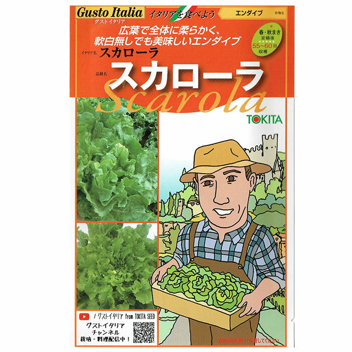 野菜のタネ　スカローラ（エンダイブ）　イタリアの珍しい種を送料無料でお届け!!　トキタ種苗