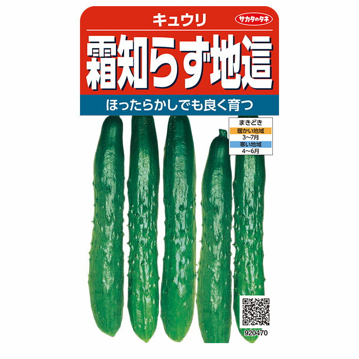 実咲野菜0470 霜知らず地這 キュウリ サカタのタネ