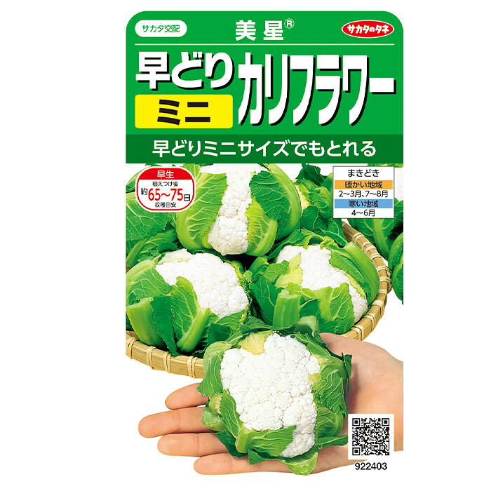 実咲野菜2403 早どりカリフラワー（白）　美星