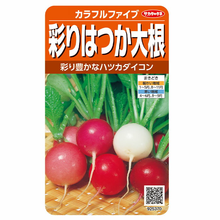 野菜の種　実咲野菜5370 彩りはつか大根　カラフルファイブ サカタのタネ