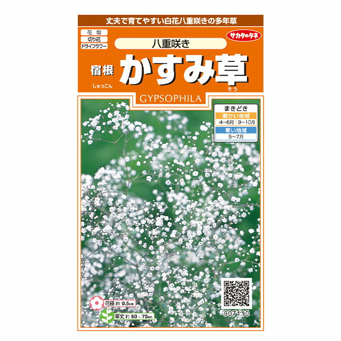 花の種　実咲花7110 宿根かすみ草　八重咲き サカタのタネ