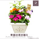 季節の寄せ植え 春夏 アンティーク調 スクエアプランター ホワイト ギフトにも最適な季節のお花を寄せ植えに。【ギフト プレゼント ガーデンピック 玄関 ベランダ...