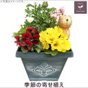 季節の寄せ植え 春夏 アンティーク調 スクエアプランター モスグリーン ギフトにも最適な季節のお花を寄せ植えに。【ギフト プレゼント ガーデンピック 玄関 ベラ...