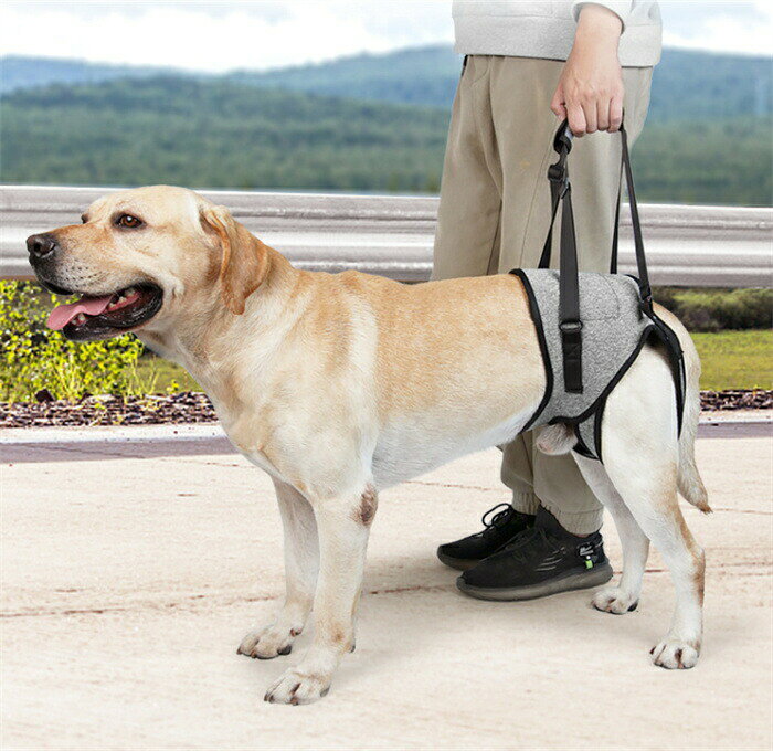 犬 イヌ 介護 介護用品 おすすめ 後ろ足ハーネス 介護用 犬用 ハーネス リハビリ 胴輪 後ろ足 小型犬 中型犬 ドッグハーネス 老犬 シニア 歩行補助 歩行サポート 補助器具 散歩 術後 介護用品 歩行補助ハーネス 介護ハーネス 歩行補助 styleborn-10002425 スタイルボーン サンプル画像2