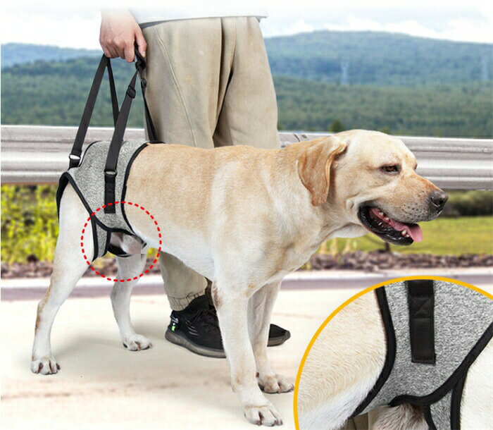 犬 イヌ 介護 介護用品 おすすめ 後ろ足ハーネス 介護用 犬用 ハーネス リハビリ 胴輪 後ろ足 小型犬 中型犬 ドッグハーネス 老犬 シニア 歩行補助 歩行サポート 補助器具 散歩 術後 介護用品 歩行補助ハーネス 介護ハーネス 歩行補助 styleborn-10002425 スタイルボーン サンプル画像3