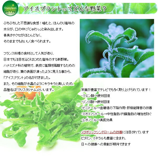 塩味の新食感野菜 アイスプラント（シャインリーフ）150g