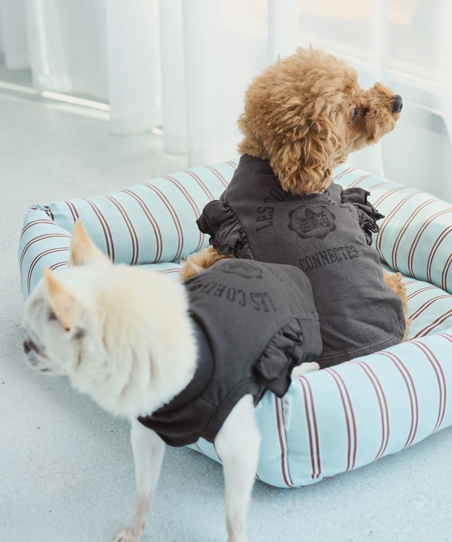 乐天商城 - ROPE' PICNIC PASSAGE 【DOG】カレッジロゴプリントピグメントTシャツ/リンクコーデ ロペピクニック ペット用品 ペットウェア・ペット服 ホワイト