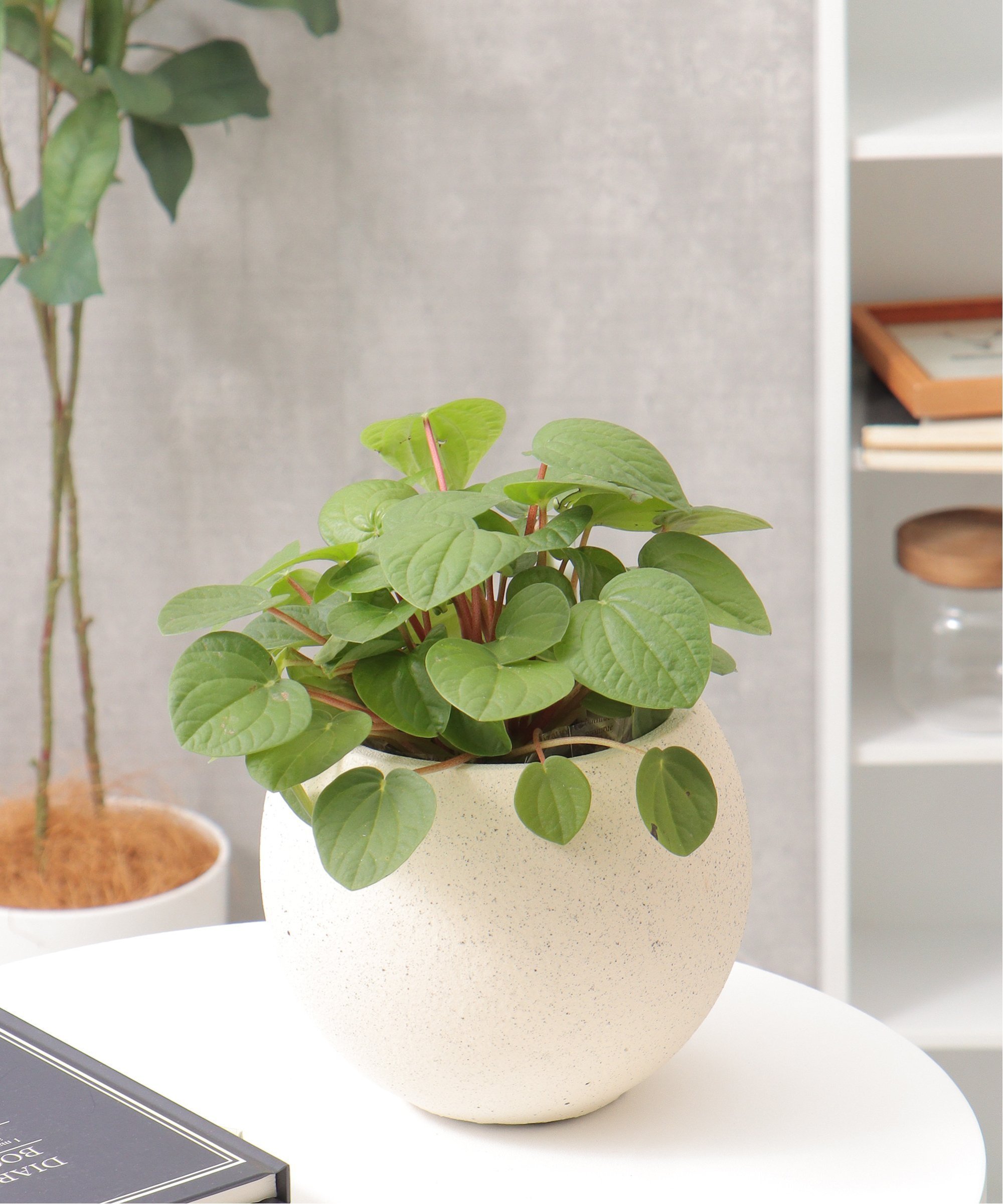 【SALE／15%OFF】notch. モノクロームポールポット L ノッチ インテリア・生活雑貨 フラワーベース・花瓶 ホワイト グレー stylife-14905653 Rakuten Fashion サンプル画像3