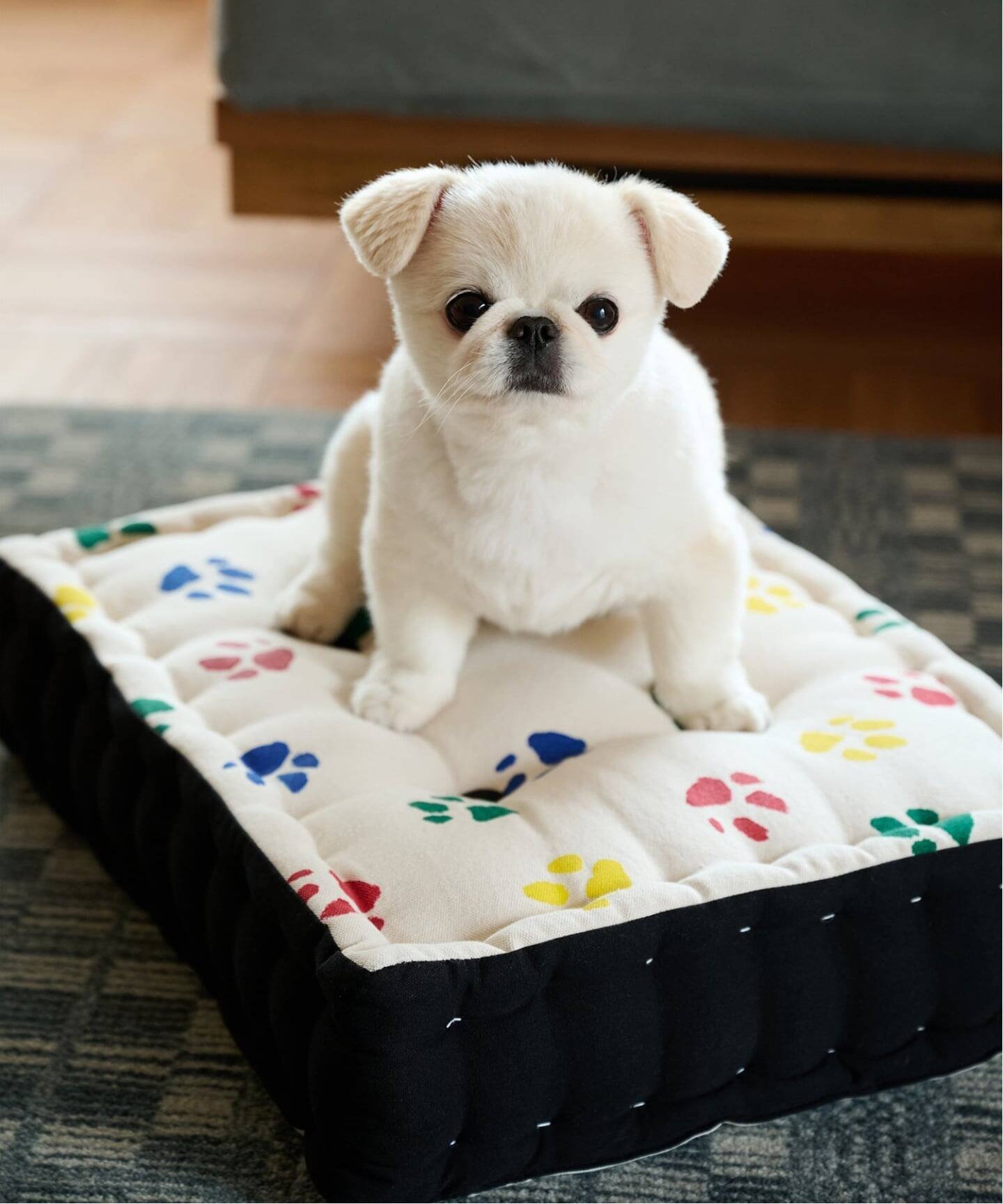 楽天市場】犬（クッション・座布団｜インテリア・寝具・収納）の通販