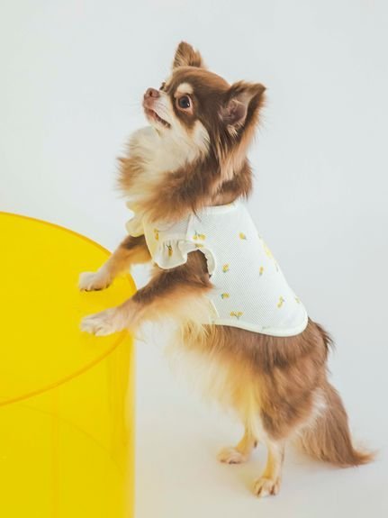 ※予約販売【MOSHIQA】Paris Collection Boss Babe Dog Bandana