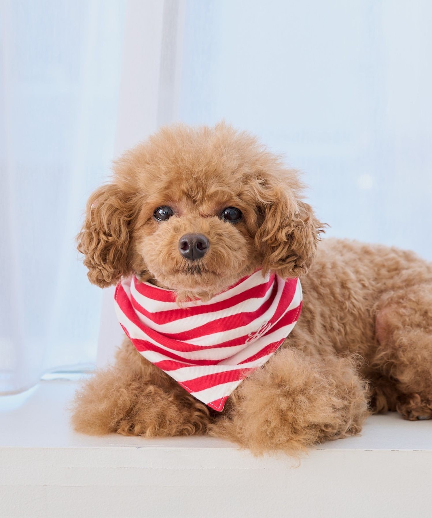 【SALE／55%OFF】ROPE' PICNIC PASSAGE 【DOG】バンダナ スカーフ ロペピクニック ペット用品 ペットウェア・ペット服 ピンク レッド ネイビー stylife-14902815 Rakuten Fashion サンプル画像2