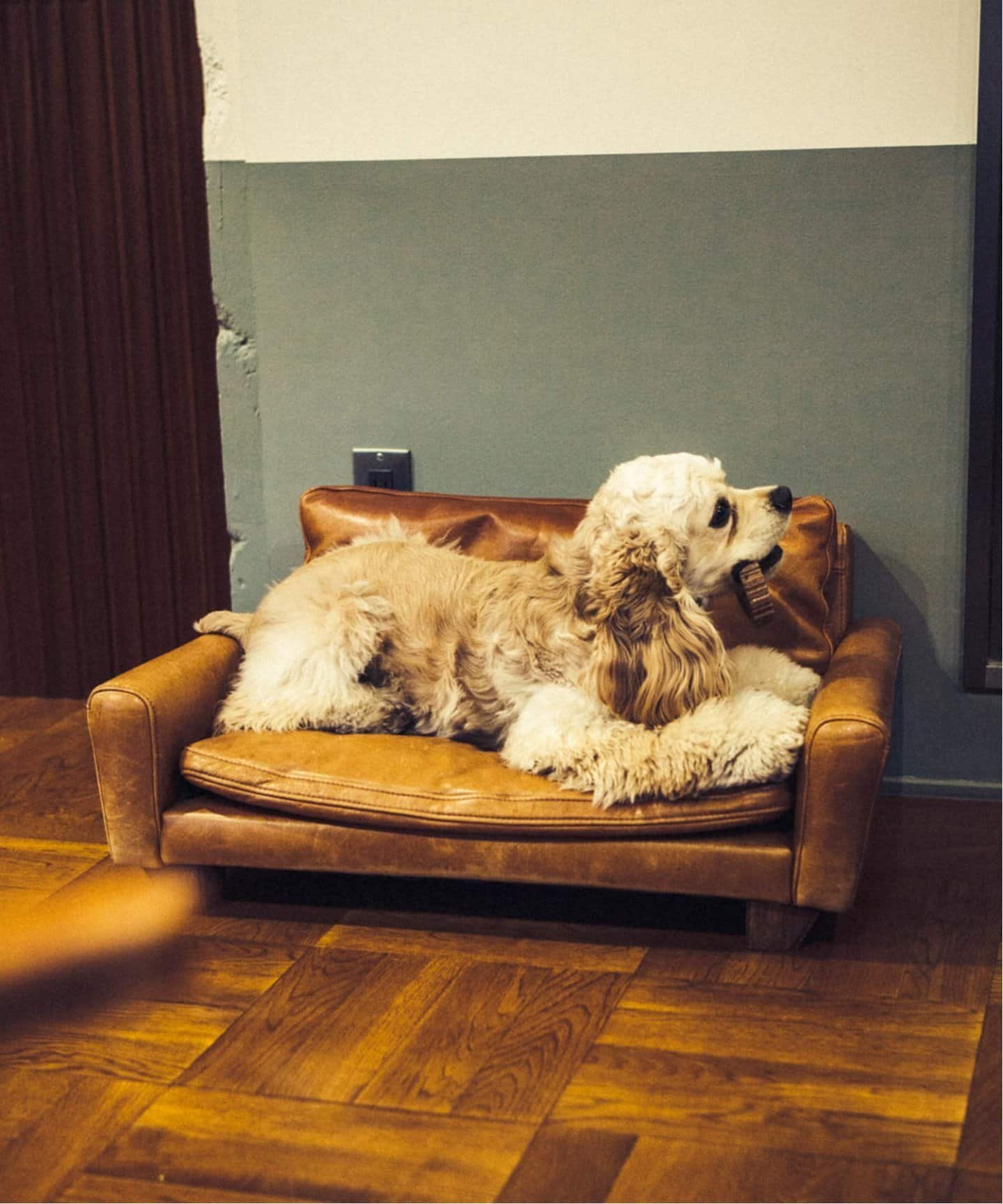 楽天Rakuten FashionJOURNAL STANDARD FURNITURE FRESNO FOR DOG-S フレスノ ドッグ ペット用ソファ ジャーナルスタンダードファニチャー インテリア・生活雑貨 その他のインテリア・生活雑貨【送料無料】