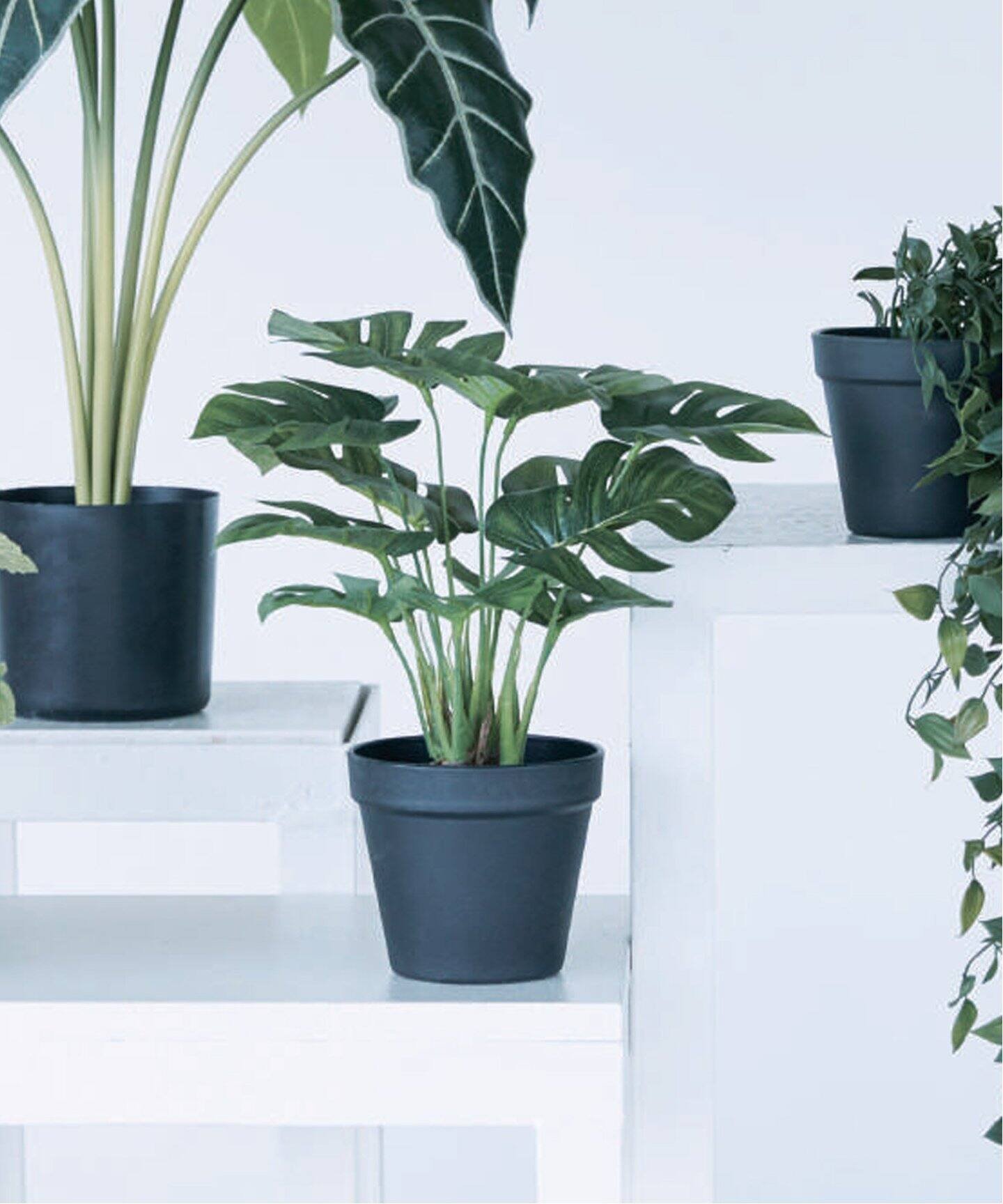 楽天市場】観葉植物 モンステラ（花瓶｜インテリア小物・置物