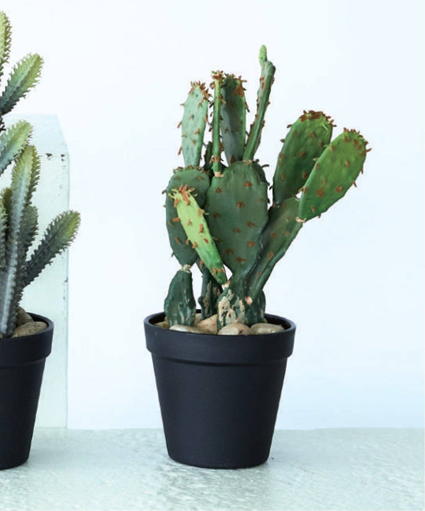 JOURNAL STANDARD FURNITURE 【Brown./ブラウン】ウチワサボテン ポット 31 フェイクグリーン ジャーナルスタンダードファニチャー インテリア・生活雑貨 フラワーベース・花瓶 グリーンのサムネイル