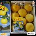 【発送時期:11月末〜12月中旬】 ハウス文旦5kg(7〜8玉) 文旦 ハウス文旦 温室 柑橘 高級フルーツ 冬 北海道・沖縄・離島などの一部の地域は追加送料発...