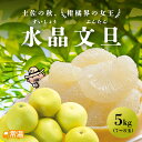 「9月下旬より順次発送開始」 水晶文旦 8玉入(約3kg) 文旦 水晶文旦 温室 柑橘 高級フルーツ 秋 ギフト 土佐 高知 国産 【送料無料】