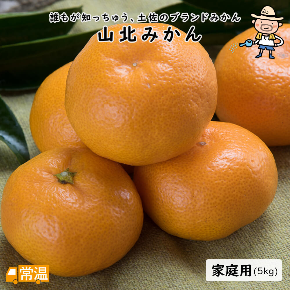【2024年度の販売はありません】 12月中旬まで山北みかん5kg(家庭用) みかん 山北 山北みかん ミカン 蜜柑 柑橘