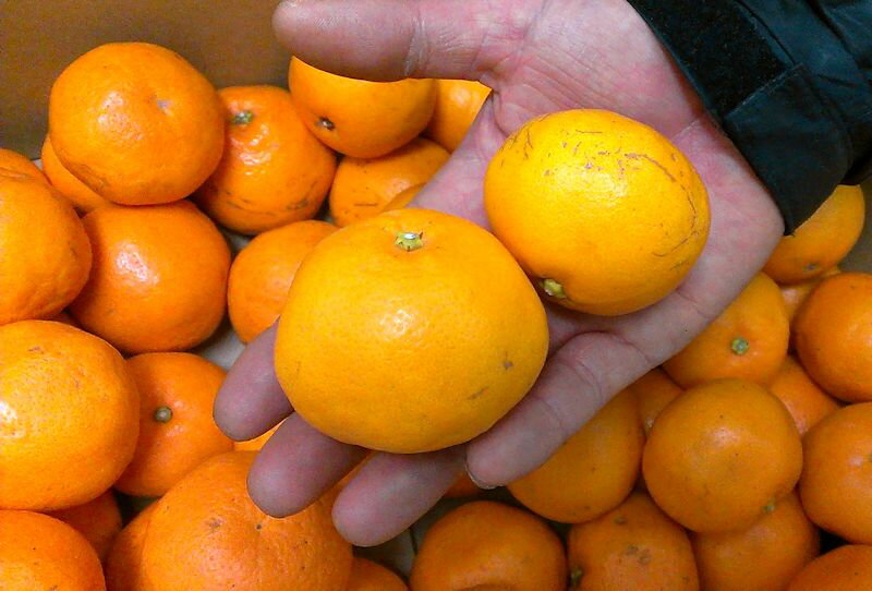 愛媛県産ご家庭用はるみ（ぷち）約3kg＜ワケあり＞
