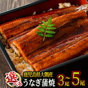 【ポイント5倍★7/15限定】【送料無料】 <尾数が選べる> 鹿児島県 大隅産うなぎ 蒲焼 3尾(計450g) or 4尾(計600g) or 5尾(計750g) たれ・山椒付 真空パック 急速冷凍でお届け 鰻 ウナギ 【大隅地区養まん漁業協同組合】