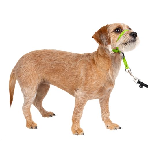 PetSafe�ڥåȥ����ե�����ȥ�꡼�����إåɥ��顼�����å���꡼��(S���åץ륰�꡼��)