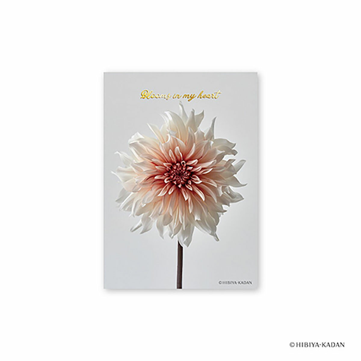 「 ダイゴー ポストカード 日比谷花壇ポストカード ダリア3 N7723 」 【 送料無料 】 【 楽天 月間MVP & 月間優良ショップ ダブル受賞店 】