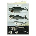 「 銀座吉田 カード グリーティングカード クジラ 44-194 」 【 楽天 月間MVP & 月間優良ショップ ダブル受賞店 】