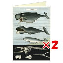 【 まとめ買い ×2個セット 】 「 銀座吉田 カード グリーティングカード クジラ 44-194 」 【 楽天 月間MVP & 月間優良ショップ ダブル受賞店 】