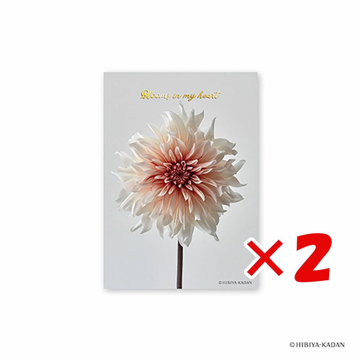 【 まとめ買い ×2個セット 】 「 ダイゴー ポストカード 日比谷花壇ポストカード ダリア3 N7723 」 【 送料無料 】 【 楽天 月間MVP & 月間...