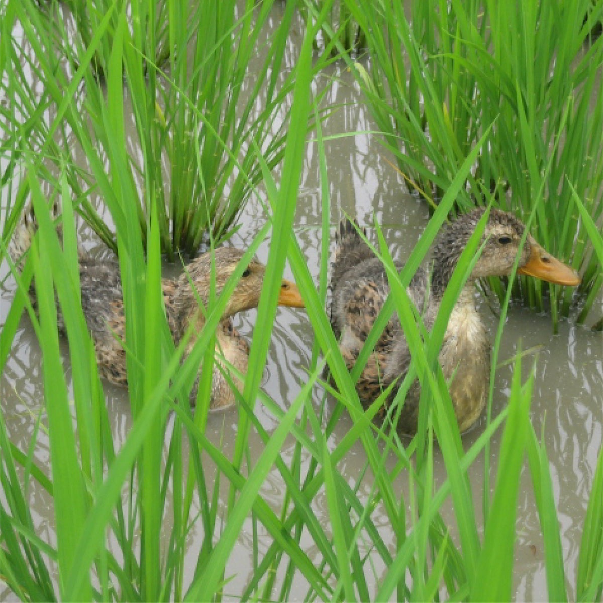 ���(��������)�������ƶ������720ml1800ml���ܼ�Ĺ�������եȥץ쥼��Ȥ��ָ��������������ե��������������ե���̣�����͵����ߤ䤹�� ������ ������ �¿� ���� ���� ���ܼ򤪻 ���������