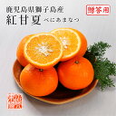 (3月下旬頃より発送) 鹿児島県 獅子島産 紅甘夏 秀品 L〜3Lサイズ 約5kg 贈答用 ギフト みかん 甘柑 夏みかん 鹿児島 フルーツ(4)