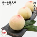 2025 お中元 岡山産白桃 5〜6玉 約1.5kg 最上等級 ロイヤル 光センサー選果 化粧箱入り 桃 フルーツ 白桃 ギフト プレゼント 7月上旬頃より発送
