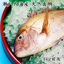 瀬戸内海産 活け締め 天然真鯛 1kg前後 (贈答用) 真鯛 鯛 新鮮 天然 お食い初め お取り寄せ お祝い 贈答 プレゼント ギフト