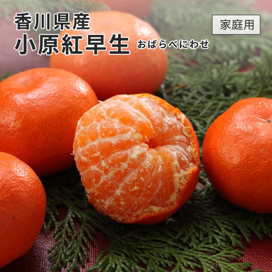2025 香川県産 小原紅早生みかん 家庭用 訳あり L〜2Lサイズ 約2.5kg みかん 香川 フルーツ お歳暮 12月上旬頃より発送