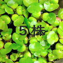 ホテイ草 5株セット
