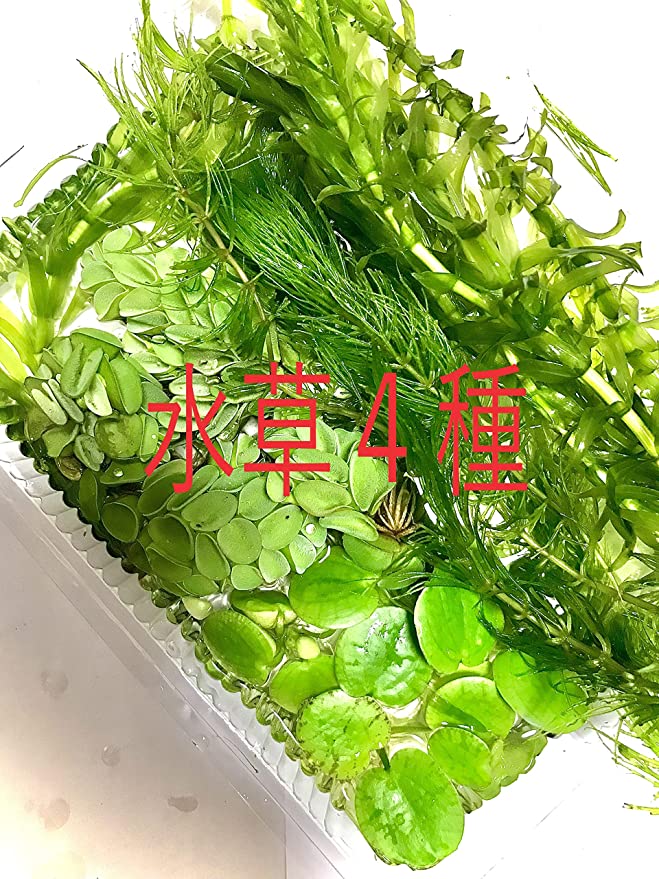 【送料無料】オススメの画像の4種類 無農薬水草セット（メダカ喜ぶ 4種類の水草セット） ビオトープにも最適！ ホテイアオイ メダカ 初心者 おすすめ 高品質 アクアリウム アクア アナカリス