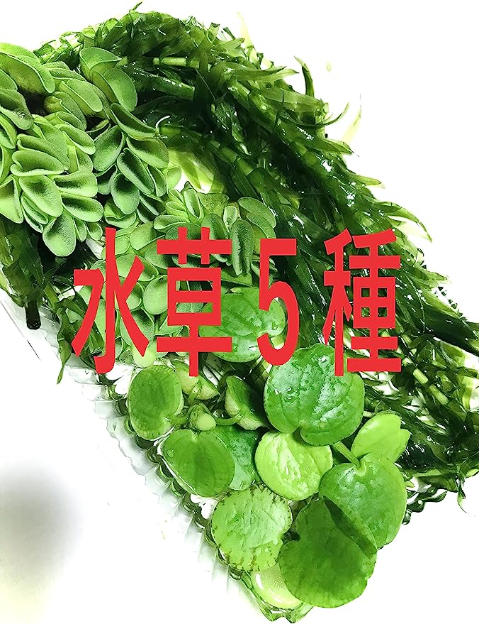 【送料無料】水草　5種セット （国産・無農薬水草5種類セット）　マツモ・アナカリス・アマゾンフロッグピット・サルビニア　メダカ　初心者　おすすめ　高品質　アクアリウム　アクア　お得