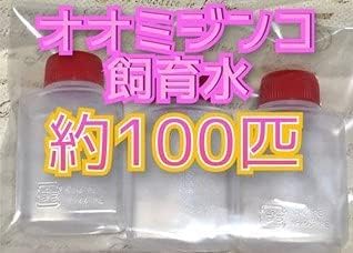 オオミジンコ 100ml　（タレビン3本　約100匹以上）　まとめ売り　めだか　メダカ　初心者　おすすめ　キラキラ　ラメ　高品質　アクア　ミジンコ　大容量　微生物