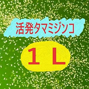 タマミジンコ 生体 1L 繁殖説明書付き 〈生体〉 グリーンウォーターに入れて発送